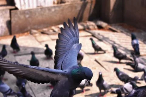 A closeup image of a pigeon just started to take off Stock Photos