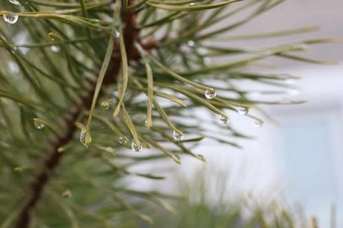 A CloseUp Image of Pine Needles Adorned with Beautiful Water Droplets, Capturing Stock Photos