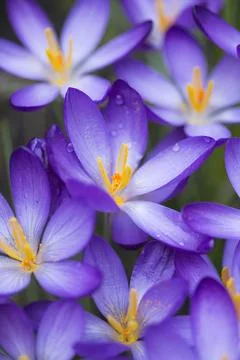 Closeup image of purple Crocus Stock Photos