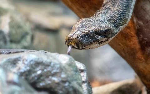 Closeup image of a python snake hissing Stock Photos