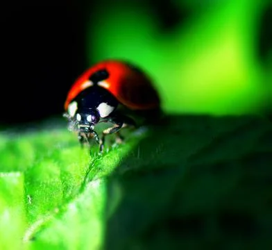 Closeup image of a red ladybug on a leaf Stock Photos