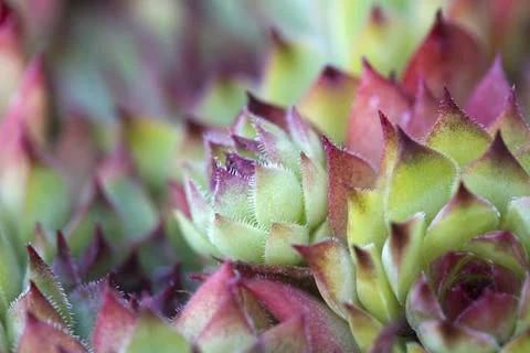 Closeup image of a Sempervivum Stock Photos