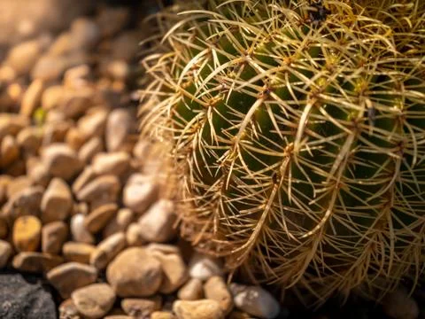 Closeup image of sharp thorns on round cactus at desert Stock Photos