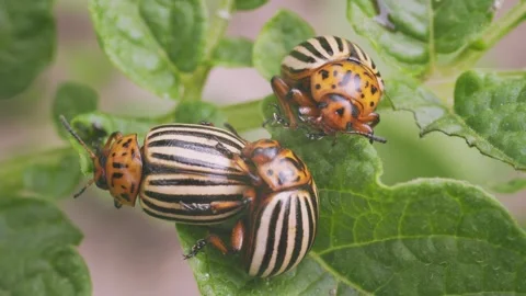 A CloseUp Image Showcasing Colorful Beetles on Lush Green Leaves in Natures Stock-Footage 281551201