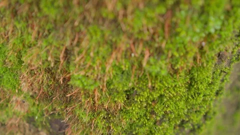 This is a closeup image showcasing the vibrant green moss that grows on a Stock Footage 305281442