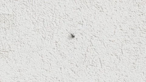 A CloseUp Image of a Small Insect Resting on a Detailed Textured White Wall Stock Footage 312436201