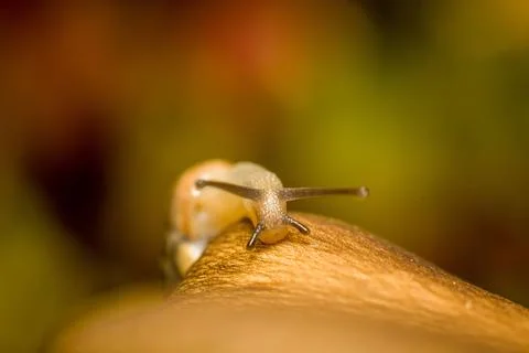 Closeup image of a small snail crawling on top of a human hand Foto stock