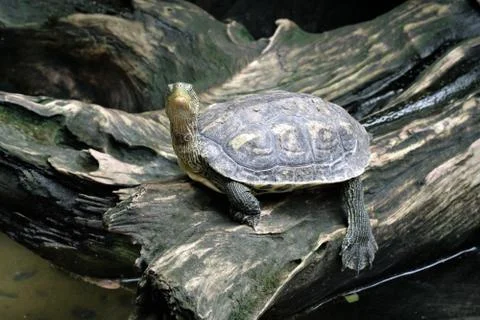Closeup image of small turtle look at the sky Stock Photos