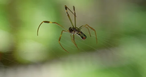Closeup image of a spider walking	 스톡 동영상 162769470