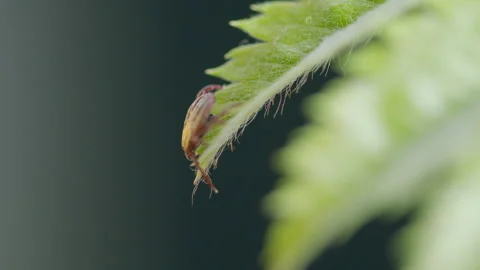 Closeup image of a tick on a leaf, showcasing its role as a parasitic creature Vidéo 307229548