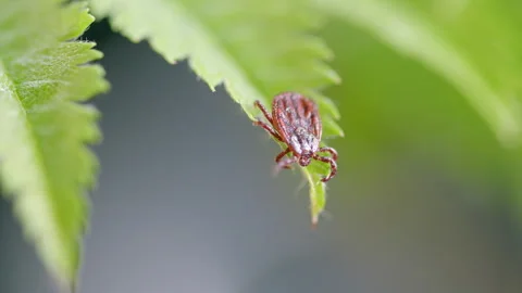 A CloseUp Image of a Tick Resting on a Leaf Surrounded by Natural Elements and F Stockbeeldmateriaal 307233715