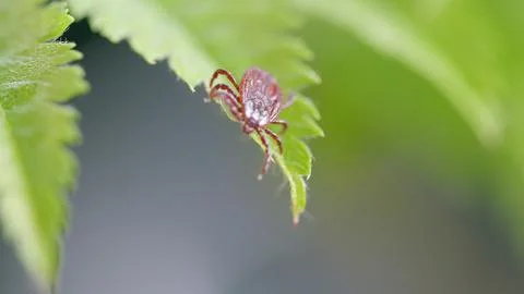 A CloseUp Image of a Tick Resting on a Leaf Surrounded by Natural Elements and F 스톡 사진