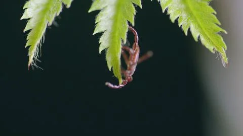 A CloseUp Image of a Tick Resting on a Leaf Surrounded by Natural Elements in Na Foto stock