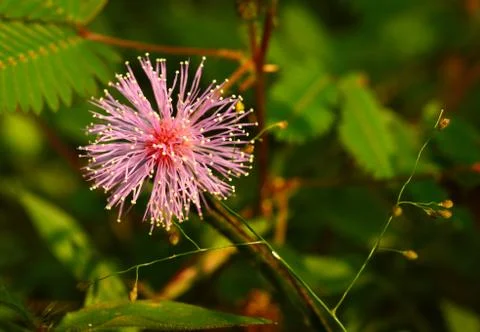 Closeup image of a touch me not flower. There is space available for text. Fl Stock Photos