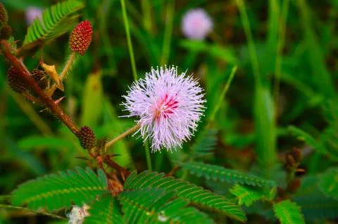 Closeup image of a touch me not flower. There is space available for text. Fl Stock Photos