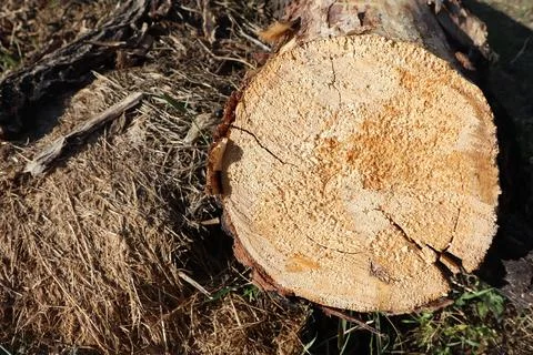 Closeup image of a tree trunk log showing wood texture against a background of Stock-Fotos