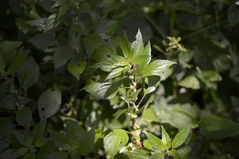 Closeup image of wild vegetation Stock Photos