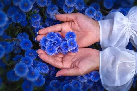 Closeup image of a woman's hand touching on beautiful Margaret flower in the  Stock-Fotos