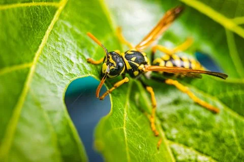 A CloseUp Image of a Yellow Jacket Wasp Resting on a Vibrant Green Leaf in Stock Photos