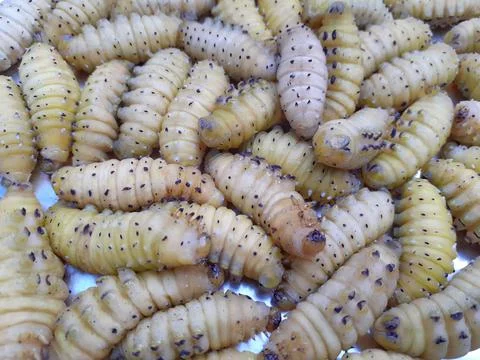 Closeup image of yellowish silkworm or caterpillar Stock Photos