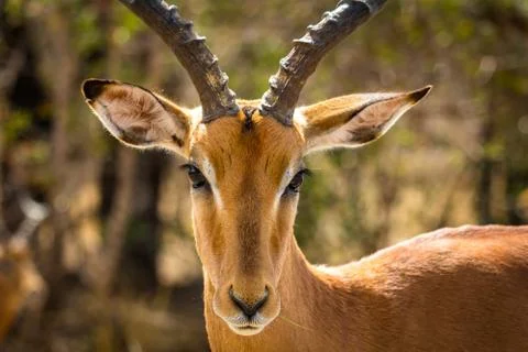 Closeup of Impala ram Stock Photos