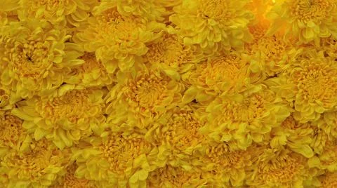 Closeup of Indian chrysanthemum background. Stock Photos