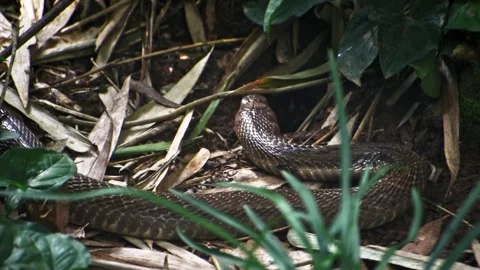 Closeup of Indian cobra snake in the forest. Stock Footage 341345179