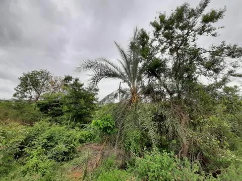 Closeup of Indian empty dates palm tree in a forest or in a field. Foto stock