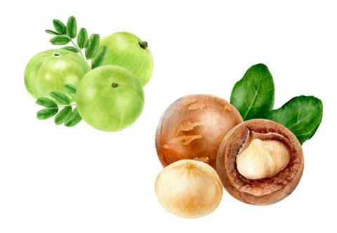 Closeup indian gooseberry fruits amla with leaf and macadamia set watercolor Stock Illustration