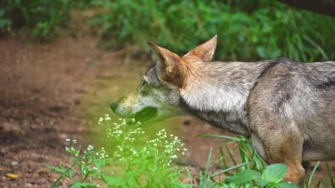 Closeup of Indian gray wolf in the forest, slow motion footage. Stock Footage 341345719
