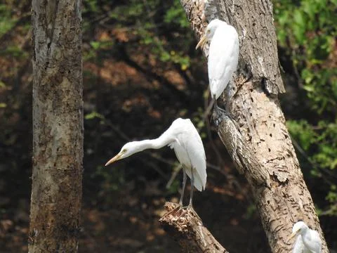 Closeup of Indian group and single white Crane Bird in a tree branch in a bac Stock Photos