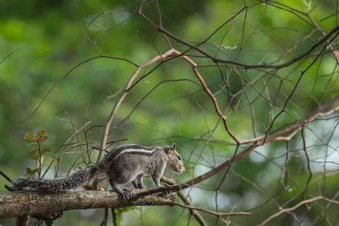 Closeup of an Indian palm squirrel three striped squirrel searching for the f Stock Photos