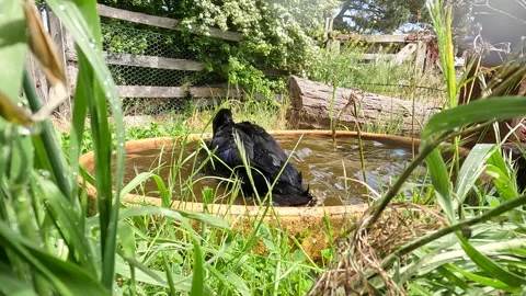 Closeup Indian Runner Ducks Mating Stock Footage 163655649