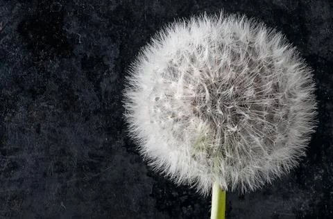 Closeup of inflorescence of dandelion Stock Photos