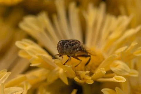 Closeup of an insect in a flower 스톡 사진
