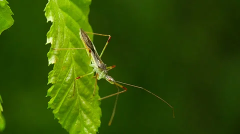 Closeup of insect on leaf. Stock Footage 37973424