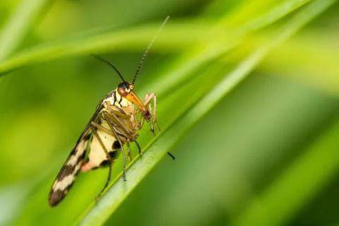 Closeup of an insect Foto stock