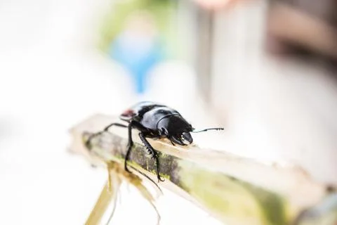 Closeup of an Insect Stock Photos
