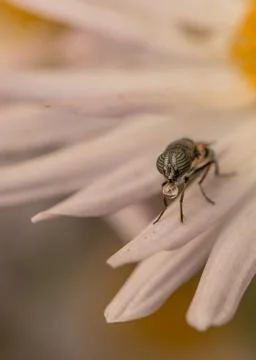Closeup of an insect 스톡 사진