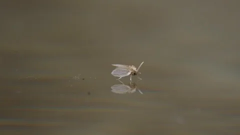 Closeup of an insect skating Stock-Footage 106551881