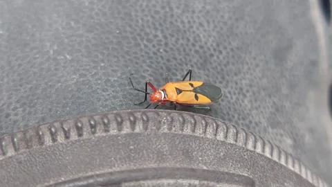 Closeup Insect on Wobbly Surface Video stock 290169538