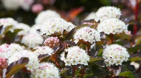 Closeup of insects on flower Stock Footage 51730163