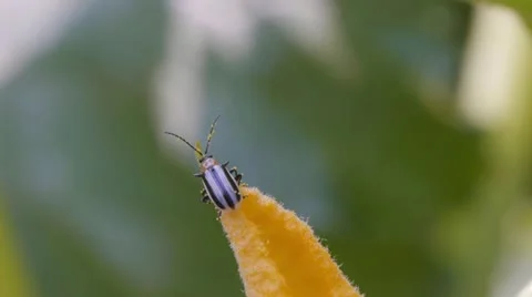 Closeup of inset on squash petal Stock Footage 11946003