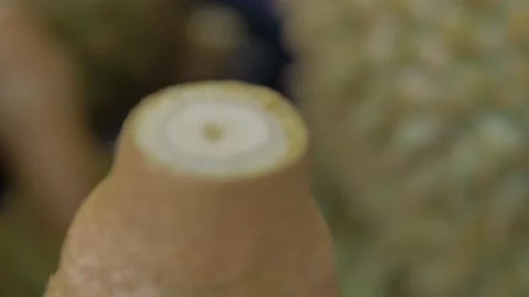 Closeup inside a durian core show how high quality Video stock 185916712