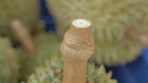 Closeup inside a durian core show how high quality Stock Footage 185916753