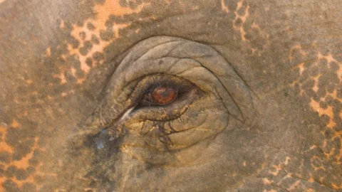Closeup of an intelligent and wise, Asian elephant's weeping eye, blinking. Stock Footage 122128398
