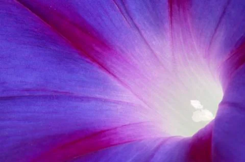 Closeup Ipomea Stock Photos