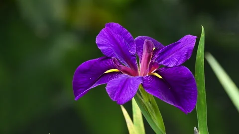 Closeup of  iris blossom 動画素材 309335691
