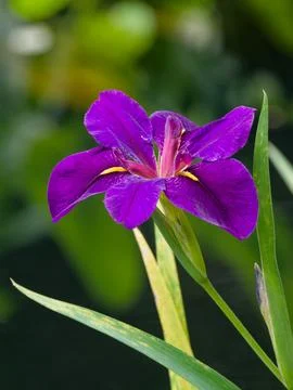 Closeup of iris blossom Foto stock
