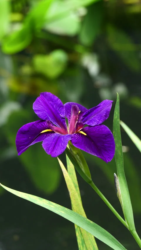 Closeup of iris blossom with pond in the background Stock Footage 309335692